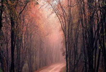 匈牙利选手实力出众，夺得奖牌——荣耀与努力的交响